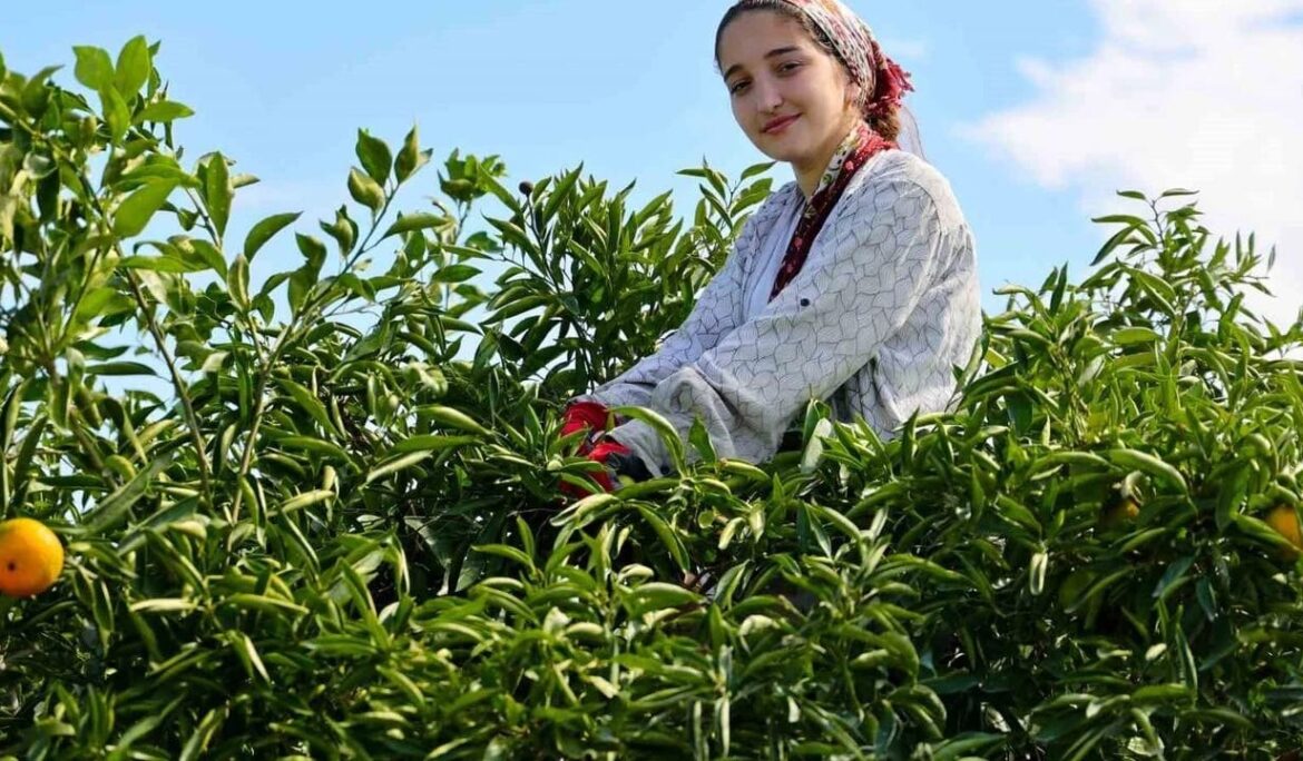 Adana’da mandalina hasadı başladı: Kilogramı dalında 8-10 liradan alıcı buluyor