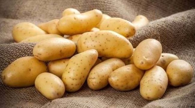 Almanya’da patates hasadındaki düşüş fiyatları tırmandırıyor