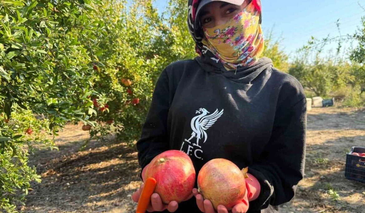 Antalya’da yağmur uyarıları nar hasadını öne çekti: Tarlada kilosu 15-30 lira arasında