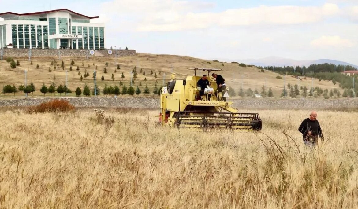 Ata tohumu kavılcanın hasadı tamamlandı