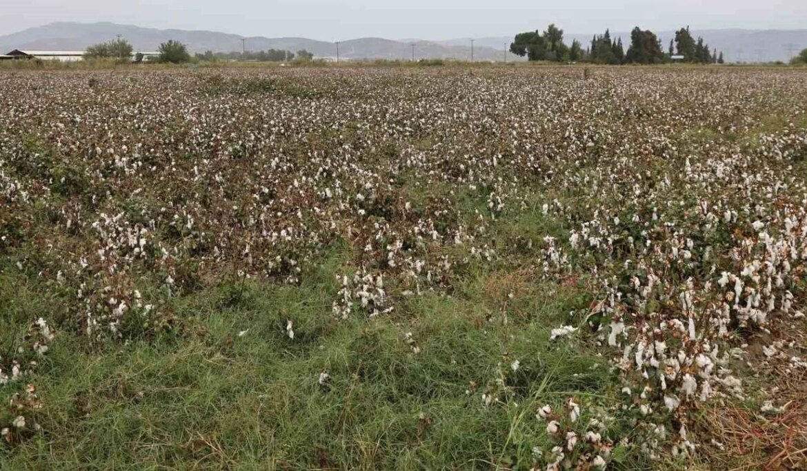 Aydın pamuğu yağmura hazırlıksız yakalandı
