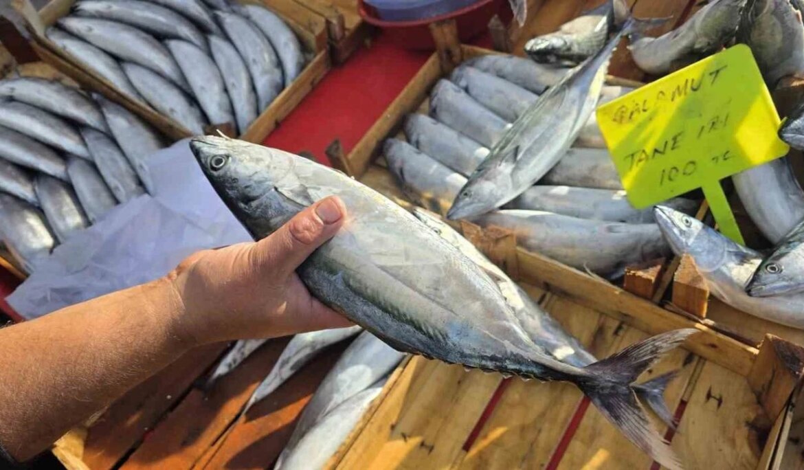 Bandırma’da palamut 100 liraya düştü