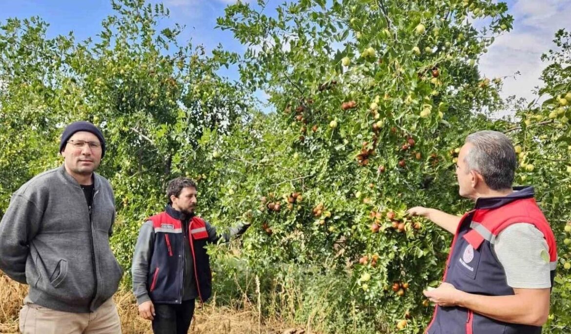 Başmakçı’da hünnap üretimi tarımsal çeşitliliğe katkı sağlıyor
