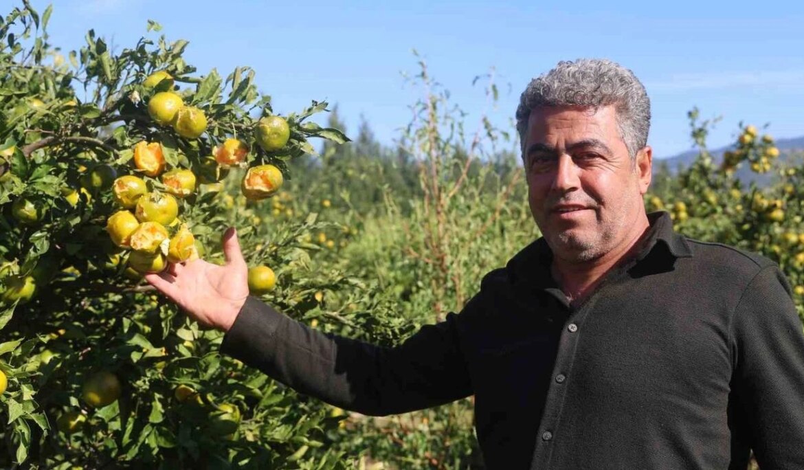 Ceviz büyüklüğündeki dolu, hasadına gün sayılan erkenci mandalinayı vurdu