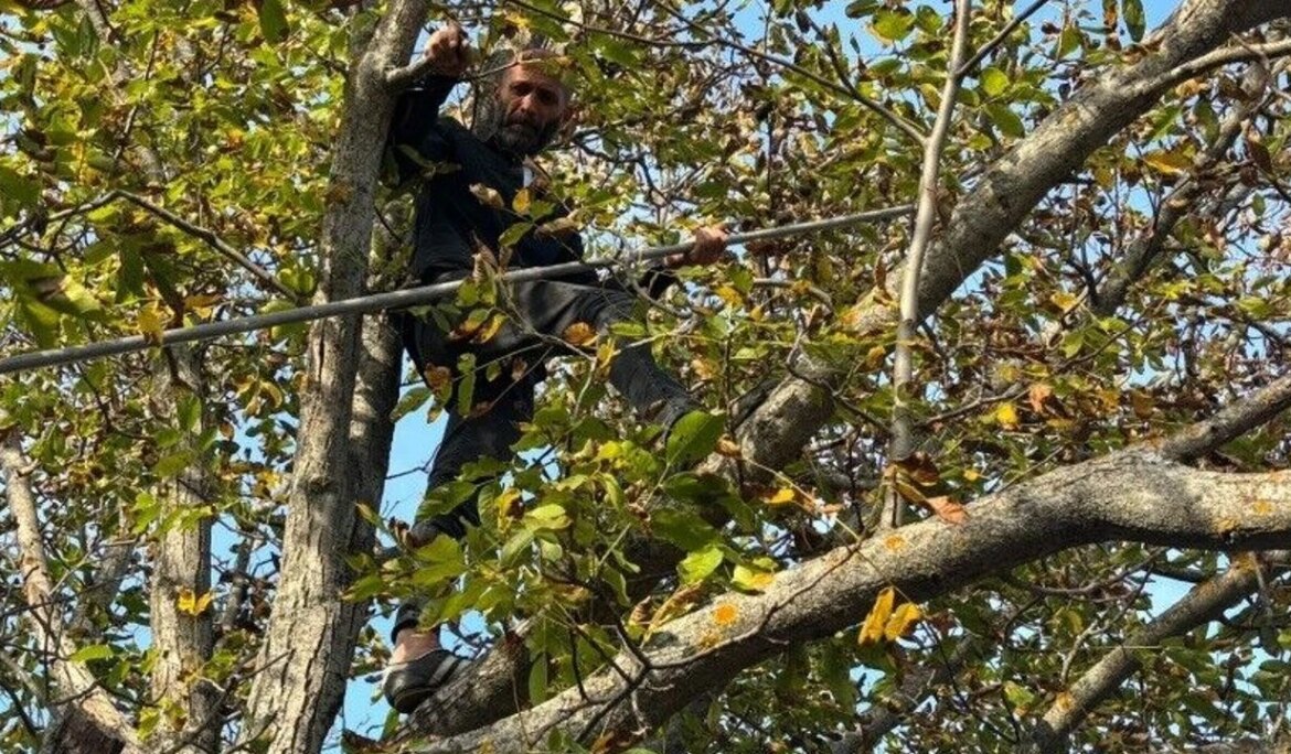 Ceviz hasadında yüksek rekolte sevinci
