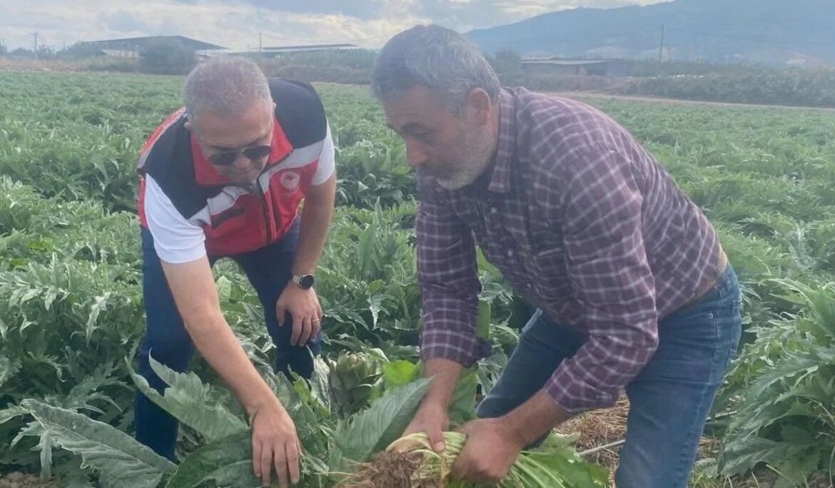 Coğrafi işaretli Gölhisar Enginarı’nda hasat için geri sayım başladı