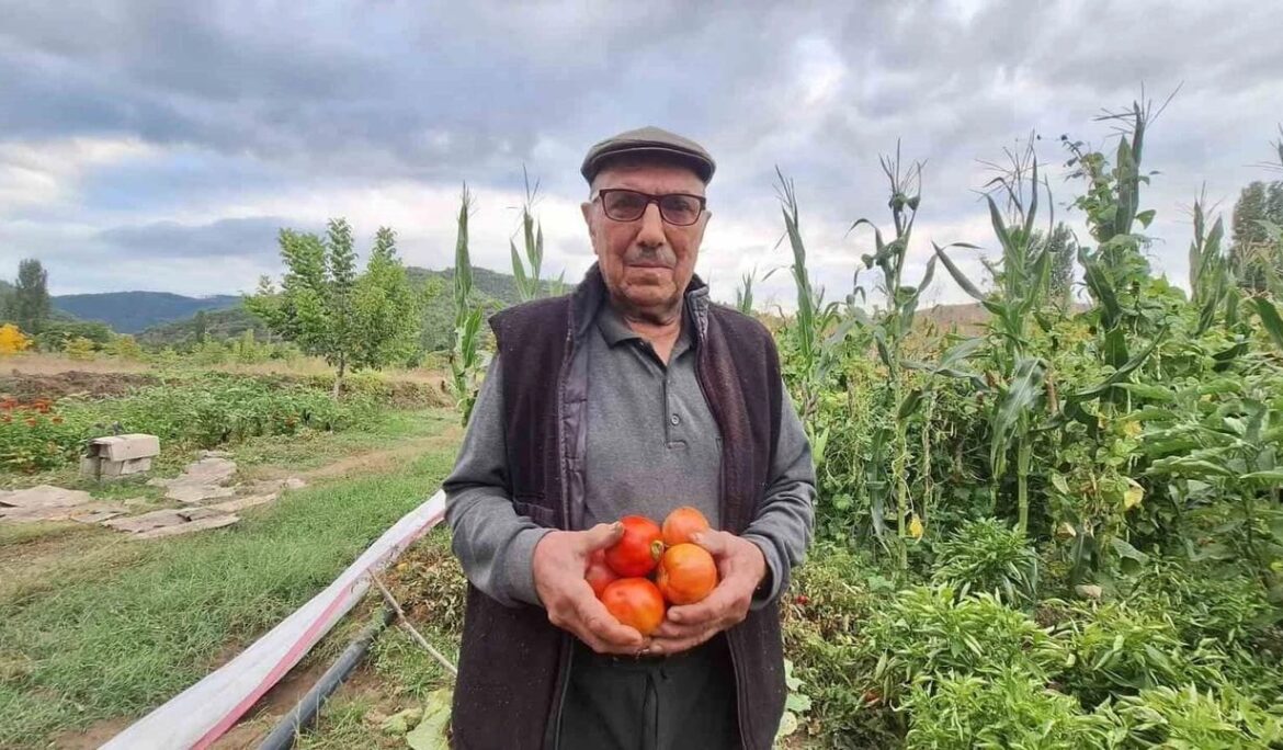 Dededen kalan domates tohumunu geleceğe taşıyor