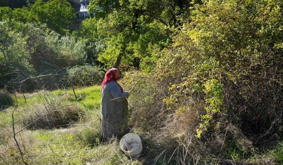 Dikenli dallardan sofralara kuşburnunun zahmetli yolculuğu