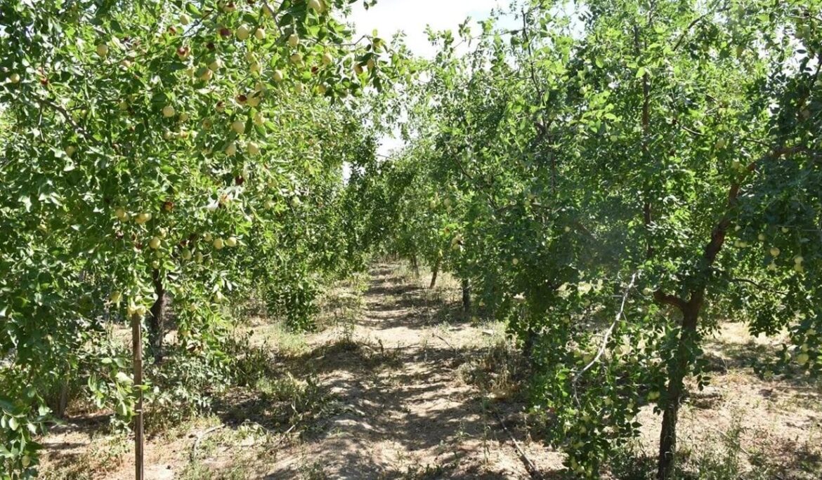 Edirne’de ‘ölümsüzlük meyvesi’ olarak bilinen hünnap üretimi yaygınlaşıyor