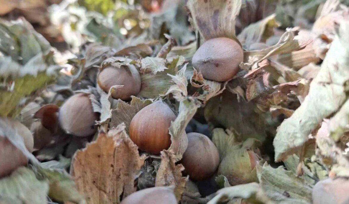 Fındık ihracatı geçen yılın altında kaldı