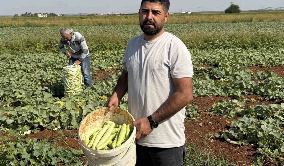 Gaziantep’te turşuluk acur hasadı başladı