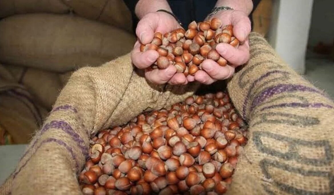 Giresun’da serbest piyasada fındık fiyatı 185 liraya geriledi