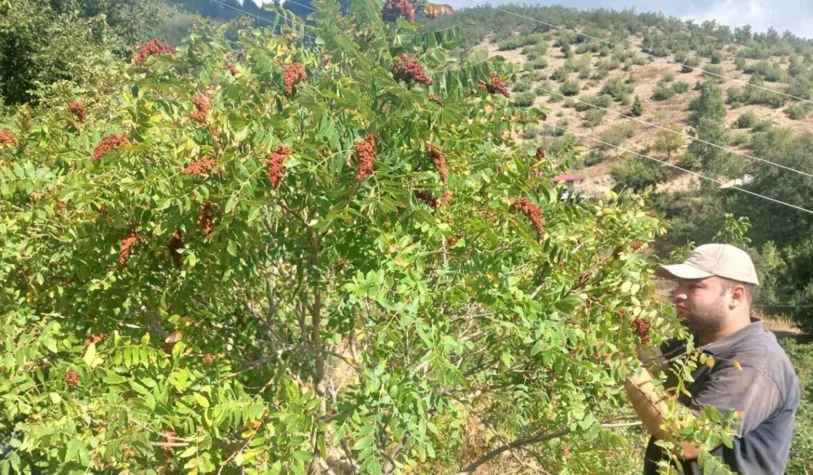 Kahramanmaraş’ta sumak hasadı – EtikHaber