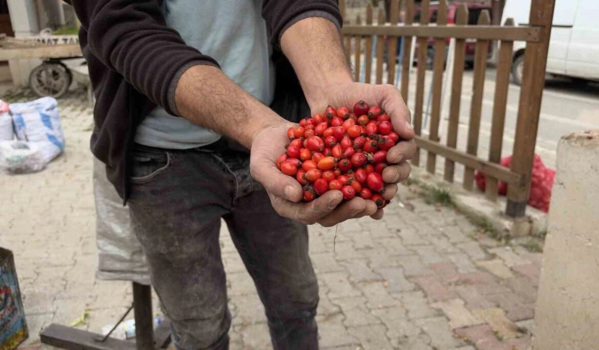 Kuşburnu bereketi fiyatları yarıya düşürdü