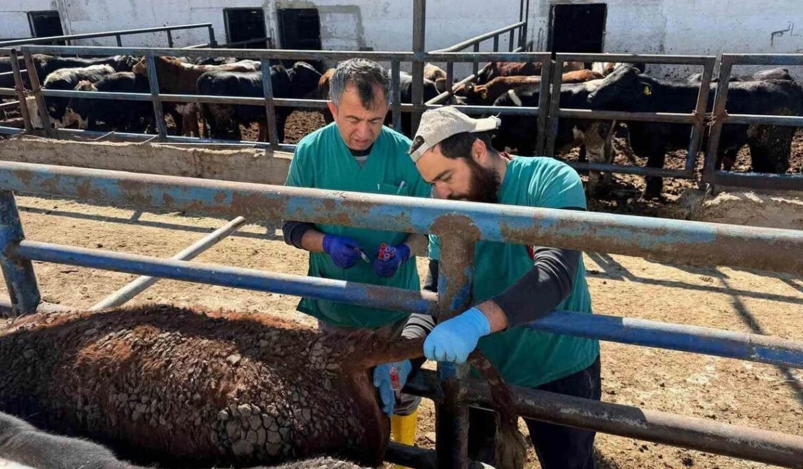 Kütahya’ya Uruguay’dan getirilen sığırlara sağlık kontrolü