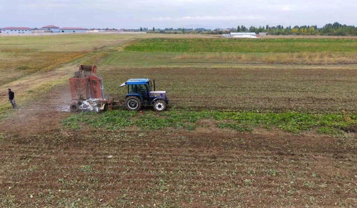 Muş ekonomisine pancardan 2 buçuk milyar TL’lik katkı