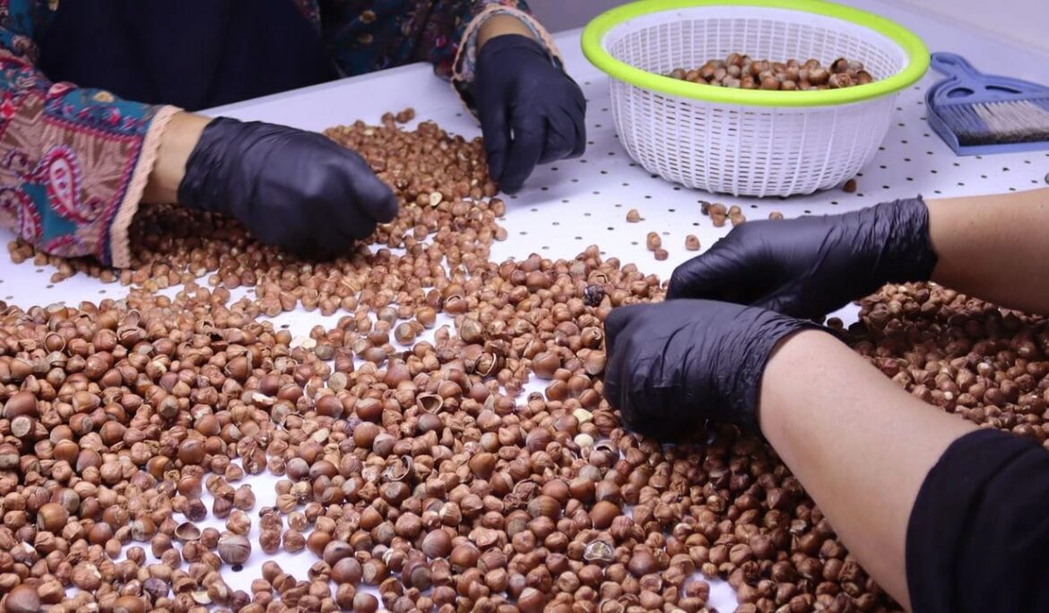 Ordu’da fındık üreticileri ürünlerini işleyerek değerlendiriyor