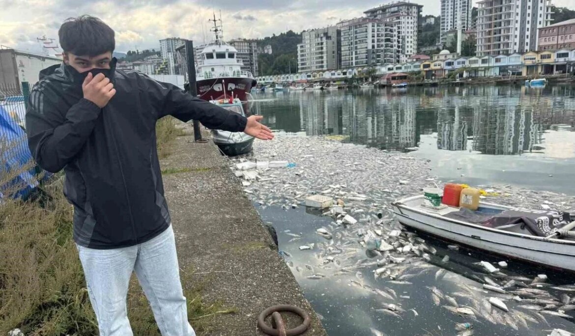 Palamut bolluğu çileye dönüştü, liman balık çöplüğüne döndü