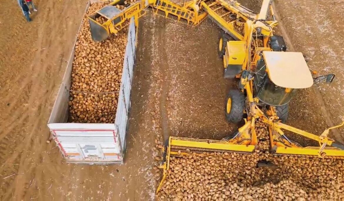 Tekirdağ’da şeker pancarı hasadı: Dekara 10 ton verim alındı