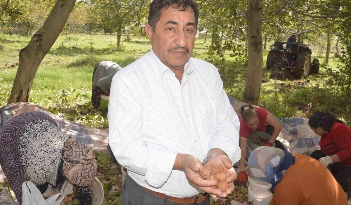 Tokat’ın ‘beyaz altını’nda hasat başladı