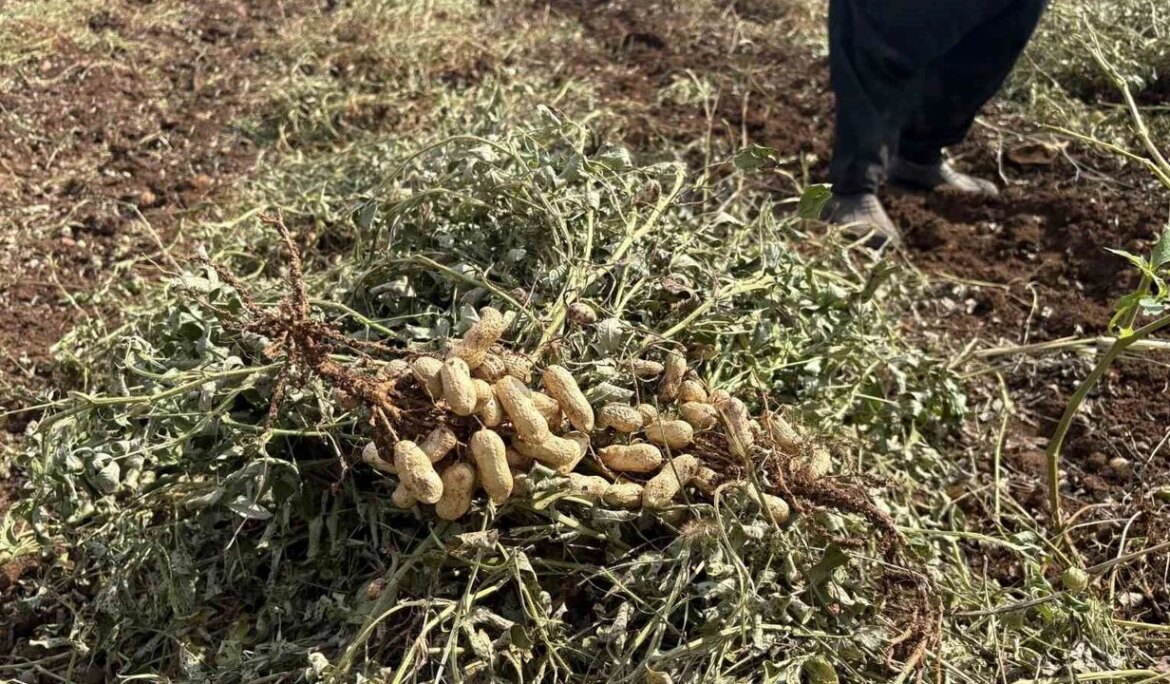Yer fıstığının başkenti Osmaniye’de verim yüz güldürdü