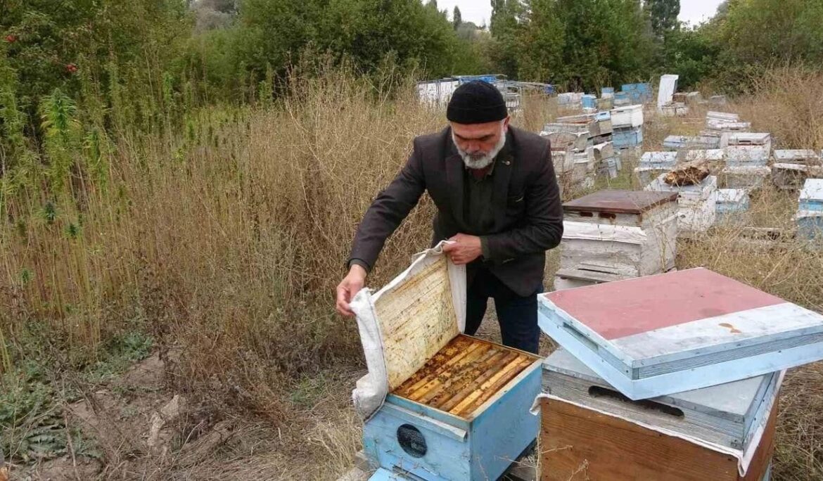 Yozgat’ta ezber bozan hasat: İlaçsız arıcılığın şifresi kenevirde bulundu