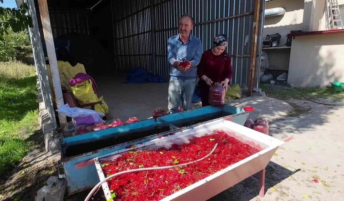 Yozgat’ta gilaburu meyvesinin hasadı başladı