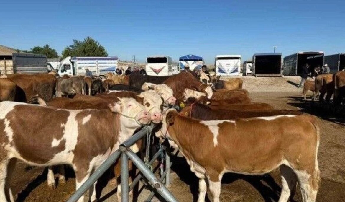 Yozgat’ta hayvan pazarları yeniden açıldı